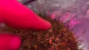 Идеальная почва  для  вашей рассады со стойким иммунитетом