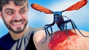 Укушен Осой-охотником за тарантулами. Самые болючие укусы