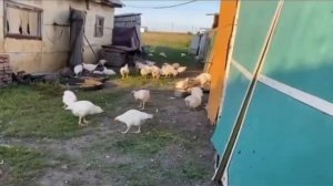 Кормят всех!)