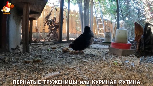 Куриная рутина – что делают куры на выгуле 😂 эпизод (122) смотреть онлайн