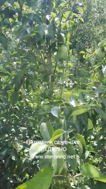 Груша Силк Кинг 2023 Брест МЕДВИНО ссылка в комментариях смотреть онлайн