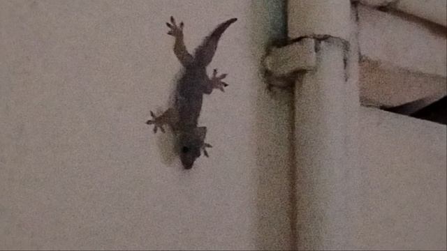 У нас поселился геккончик! смотреть онлайн