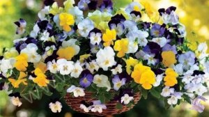 Виола ампельная. Посей её так и получишь всходы на 5 день