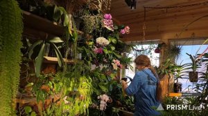 Стрим цветочни: делаю свет, поливаю орхидеи, рассказываю про мошенников. Запись с ютуба 25.01.26