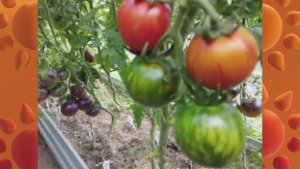 Каталог томатов на 2026 год. Часть 18.  ЦЕНА 20 рублей за 6 семян. г. Киров.  т. 89229284031