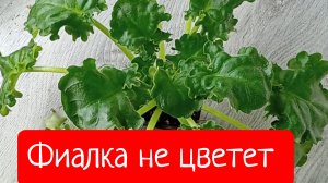 Фиалка не цветёт, часть 1