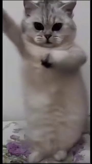 VID-20240815-WA0000.mp4 смотреть онлайн