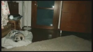 Три видео орбов, снятых в квартире. Уфолог Ландау объясняет, что это на самом деле