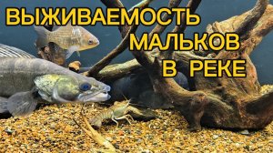 ВЫЖИВАЕМОСТЬ МАЛЬКОВ В РЕКЕ