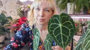 Пересадка антуриумов и малышки хойи