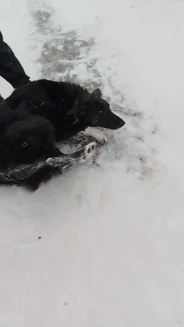 собака боится съезжать до горки