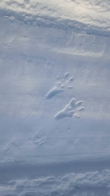 Что нам рисует снег.