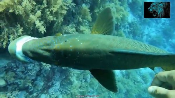 ТАЙНА КРАСНОГО МОРЯ