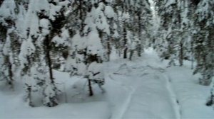 в поисках зверя