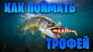 Как поймать крупную щуку в любом пруду? смотрим в бедном по щуке регионе...