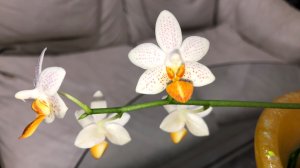 Орхидея Мини Марк (Phalaenopsis Mini Mark) Интересная посадка но повторять не советую!