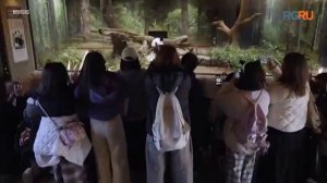 Японцы прощаются с последними в стране пандами перед их возвращением в Китай