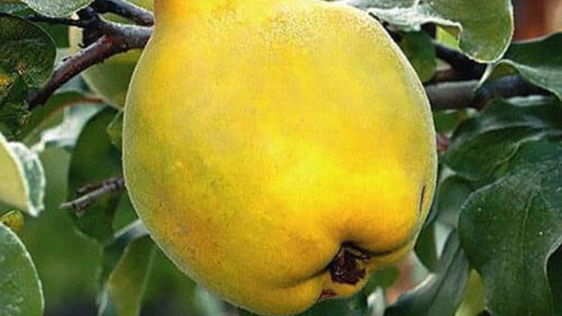 Вино из плодов Айвы 1 часть