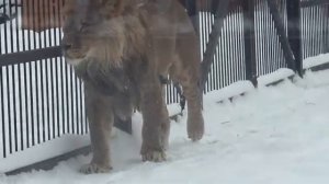 Мешок с сеном для игрыобед Шерхан пока не увидел