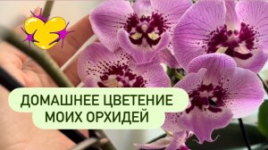 Обзор моих цветущих орхидей🎉 #орхидеи #фаленопсис  #orchid #орхидеиобзор