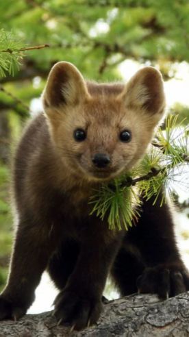 Какой-то странный детёныш в нашем стаде!..!😆
