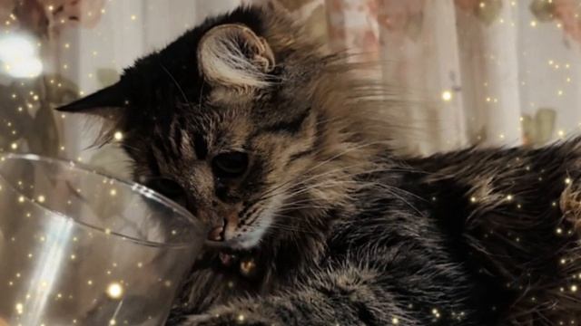 прикол с кошкой