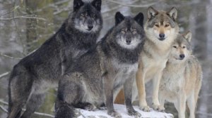 Сравнение Всех Видов Волков
