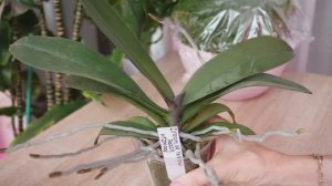 Орхидея, корни во все стороны. В этот горшок пересаживать буду первый раз.