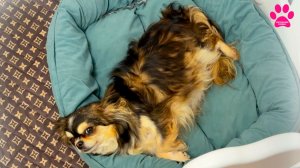 Чихуахуа Белла вот-вот родит...