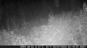 Видео от Красноярская тайга. Фотоловушки