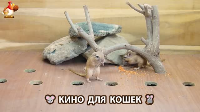 Видео для кошек про крысок развлекать питомцев 🐭🐀😂 (439) смотреть онлайн