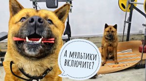 Пёс Кубик снова зимует в гараже. Сова Кофи суетится перед ужином