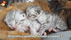 Котята и щенята 🐈🐶 Кошки и собаки 🤗 Милое видео про животных (72)