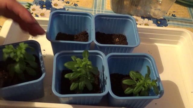 2161.  ВПЛ.пересадка черенков калибрахоа