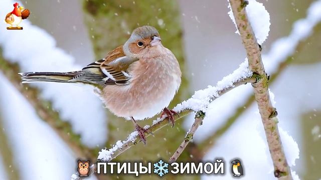 Птицы зимой в лесу 🐦🦉 видео для отдыха душой 🦅🌲(1) смотреть онлайн