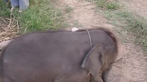 Слонята любят обниматься