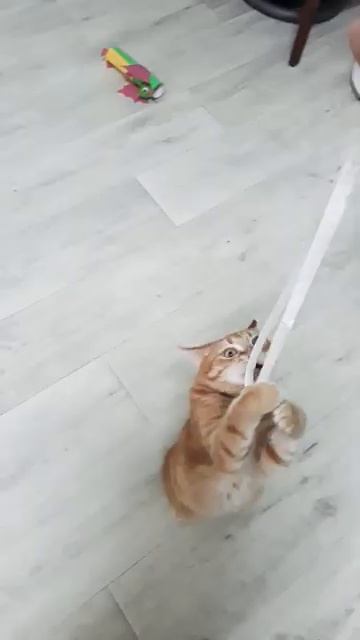 играть совсем что не прибито [get.gt]