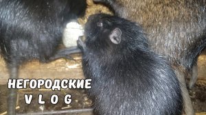 В зимнем рационе у НУТРИЙ сегодня вкусное лакомство. 18.01.26