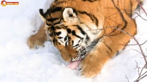 Тигриные игры под песни волков. Тайган. 2021