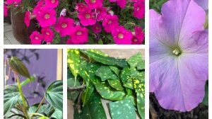 Сею Петунию! Обзор сортов! Разжилась срезами!