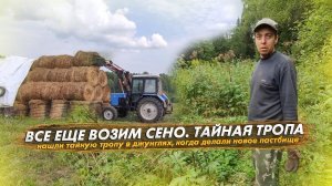 Все еще возим сено. Нашли тайную тропу в джунглях, когда обустраивали новое пастбище