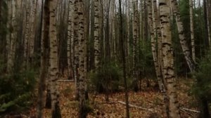 М.Пришвин Кладовая солнца глава 9