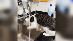 Видео смешных котиков 😺