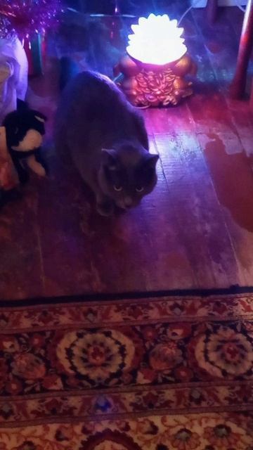 Кот Атос желает всем хорошего вторника! #shorts #котатос #животные #вторник #коты смотреть онлайн