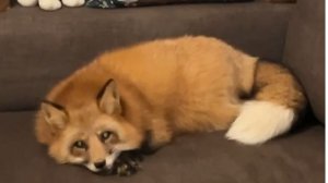 Лиса-Алиса. Тихий час лисы