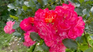 Июль в Саду 21 июля 2025 часть 8