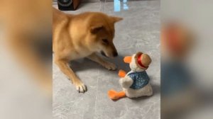 СМЕШНЫЕ ВИДЕО ПРО КОТОВ С ОЗВУЧКОЙ