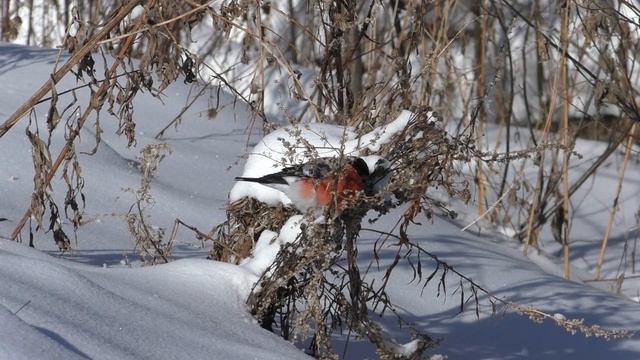 Красивая песня снегири не прилетели смотреть онлайн
