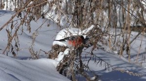 Красивая песня снегири не прилетели