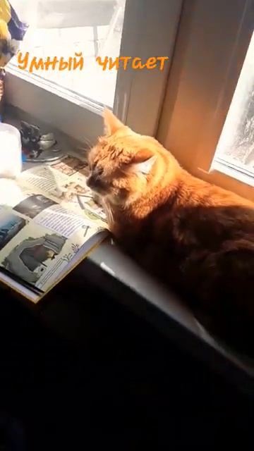 читает [get.gt] смотреть онлайн